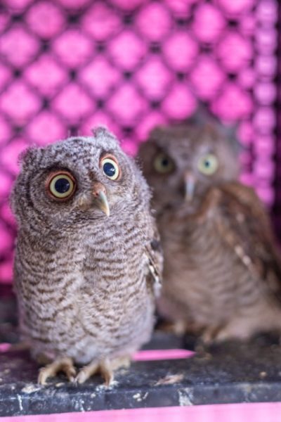 Busch Wildlife Sanctuary
